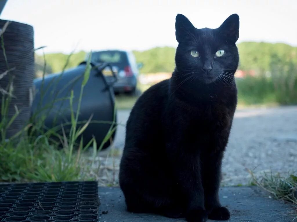 Черные коты. Черный кот сидит. Сидячая кошка. Черная кошка сидит.