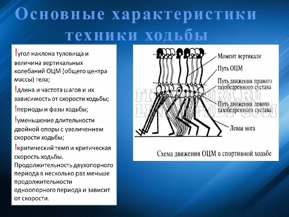 Шагай техника. Спортивная ходьба техника. Общая характеристика спортивной ходьбы. Основы техники спортивной ходьбы. Основные техники спортивной ходьбы.