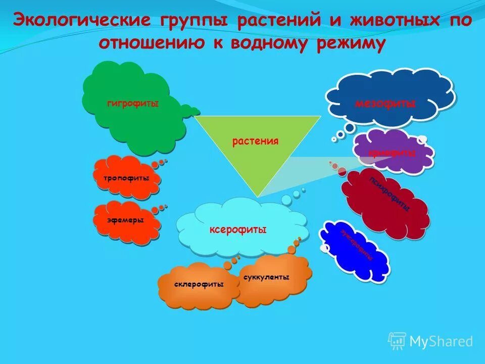 Природная группа. Экологические группы растений и животных. Экологические группы растений по водному режиму. Группы растений по отношению к водному режиму. Экологические группы по отношению к водному режиму.