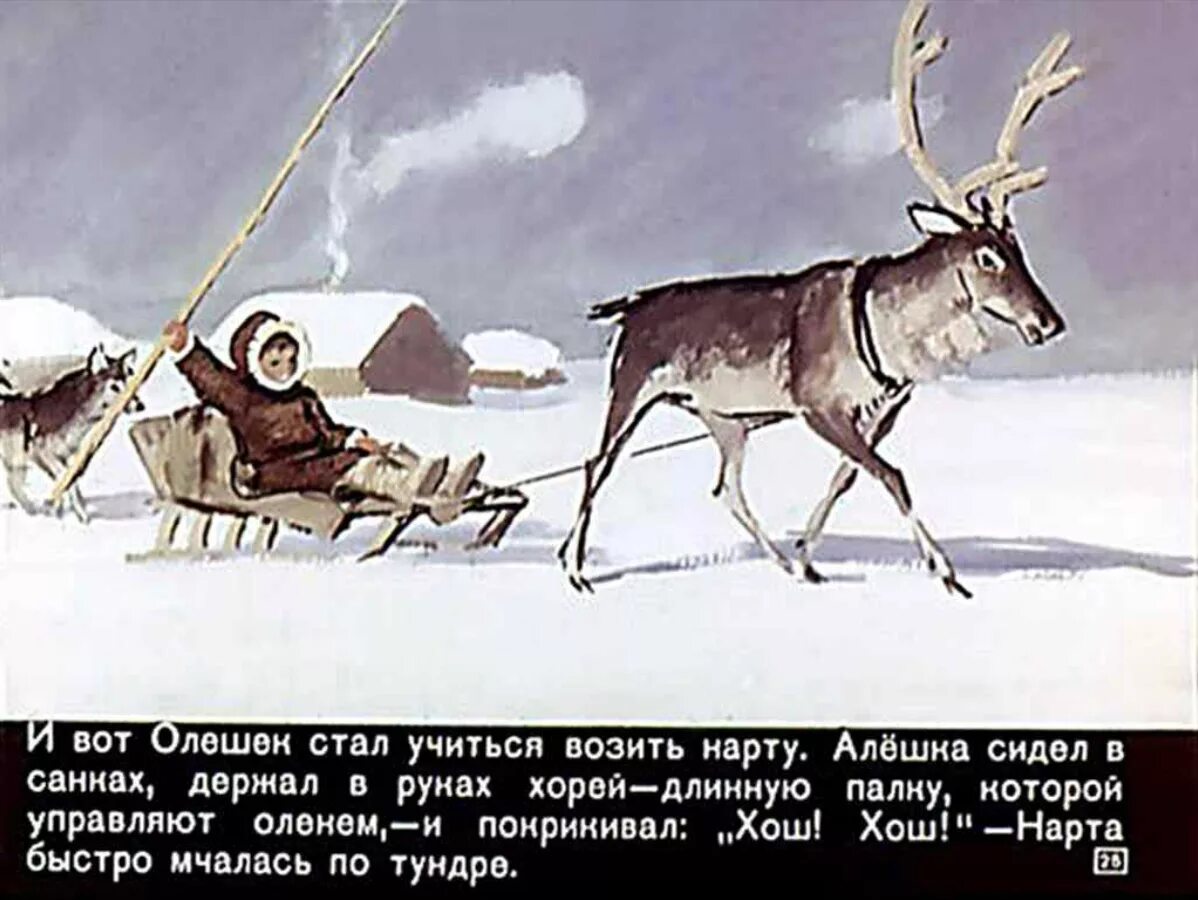 Иллюстрация+алешка-прицевод. Олешка белые рожки. Рисунок к рассказу олешки. Картинки как алёшка жил на севере. Песня олешка.