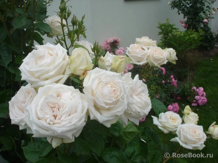 Галерея - Madame Anisette ® (Glorious Parfuma, KO 04/1553-01, KORberonem, Madame