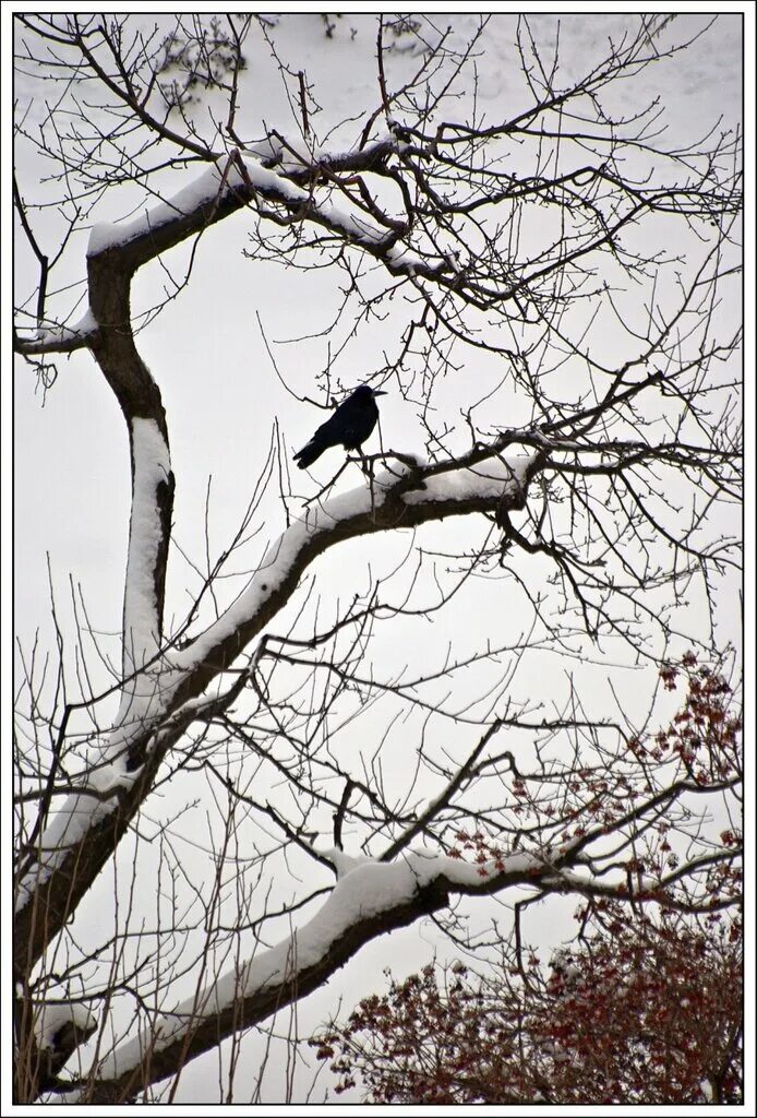 Ворона на дереве зимой. Ворона на дереве зимой. Вороны на дереве зимой. Ворон на дереве. Ворона на дереве зимой.