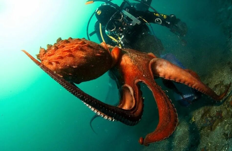 Осьминог Дофлейна гигантский. Тихоокеанский головоногий моллюск. Гигантский Тихоокеанский осьминог. Осьминог Аполлион.