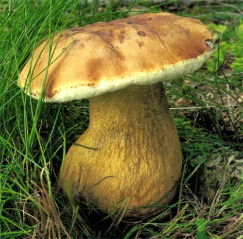 Желчный гриб какой. Ядовитые грибы желчный гриб. Ложный белый гриб ядовитый. Горчак или желчный гриб. Желчный гриб несъедобный.