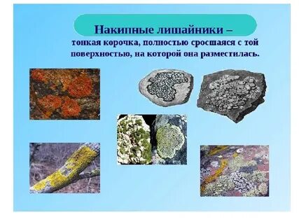 Примеры лишайников названия