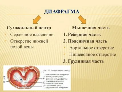 Мышцы центра