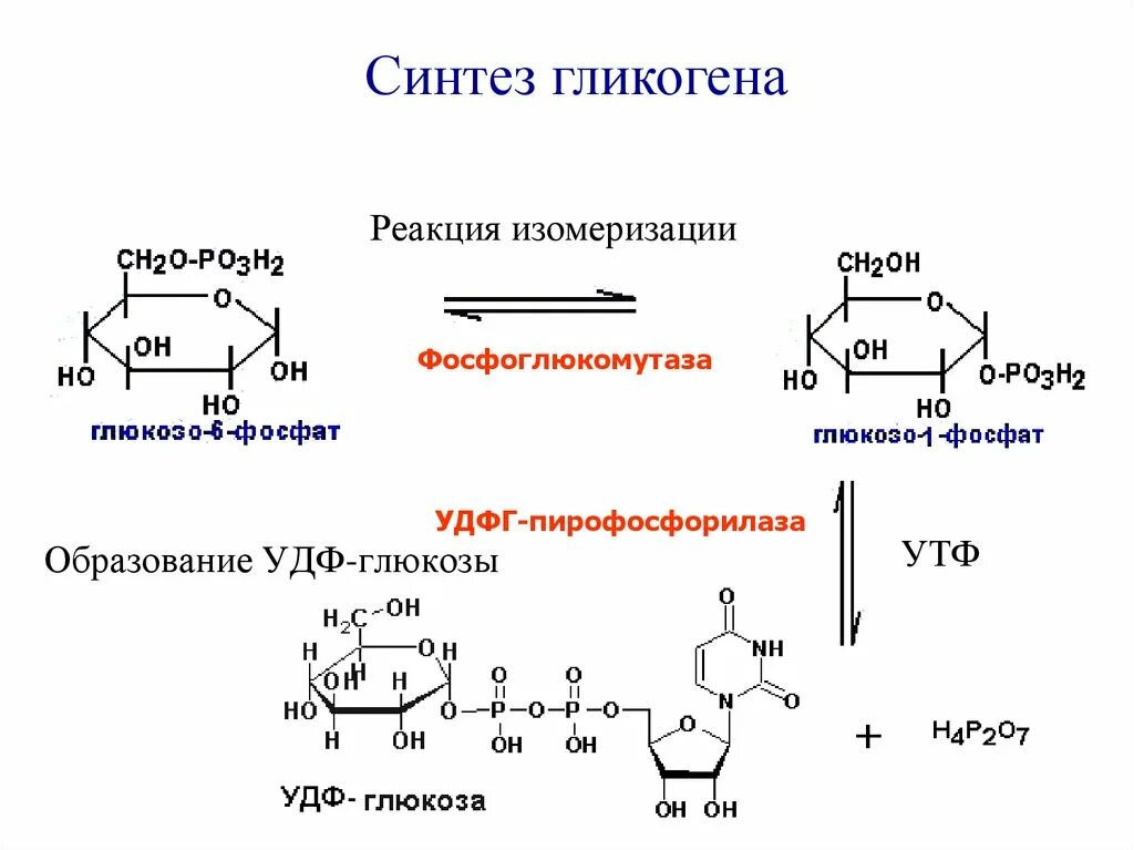 Глюкоза гликоген реакция. Реакции синтеза УДФ Глюкозы. УДФ Глюкоза в гликоген. Образование УДФ Глюкозы. Окисление УДФ Глюкозы.