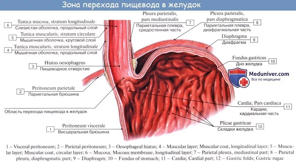 Анатомия : Пищевод. Строение пищевода. Мышцы пищевода. Кровоснабжение и иннервац