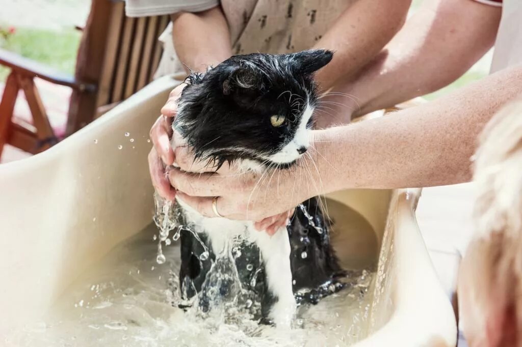 Нравится купаться. Купание кошки. Мытье кошки. Кот купается в ванной. Котенок купается.