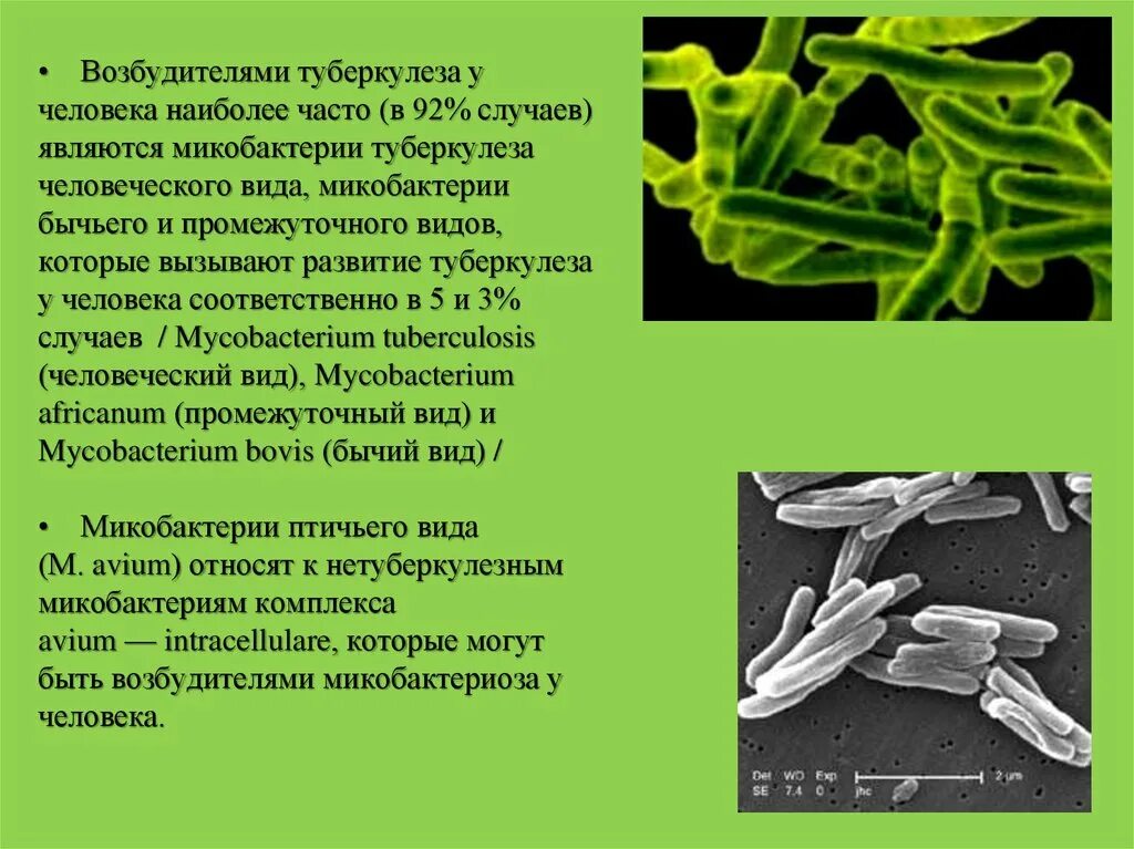 Новый вирус туберкулеза