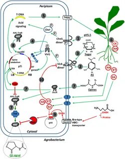 Plant derived