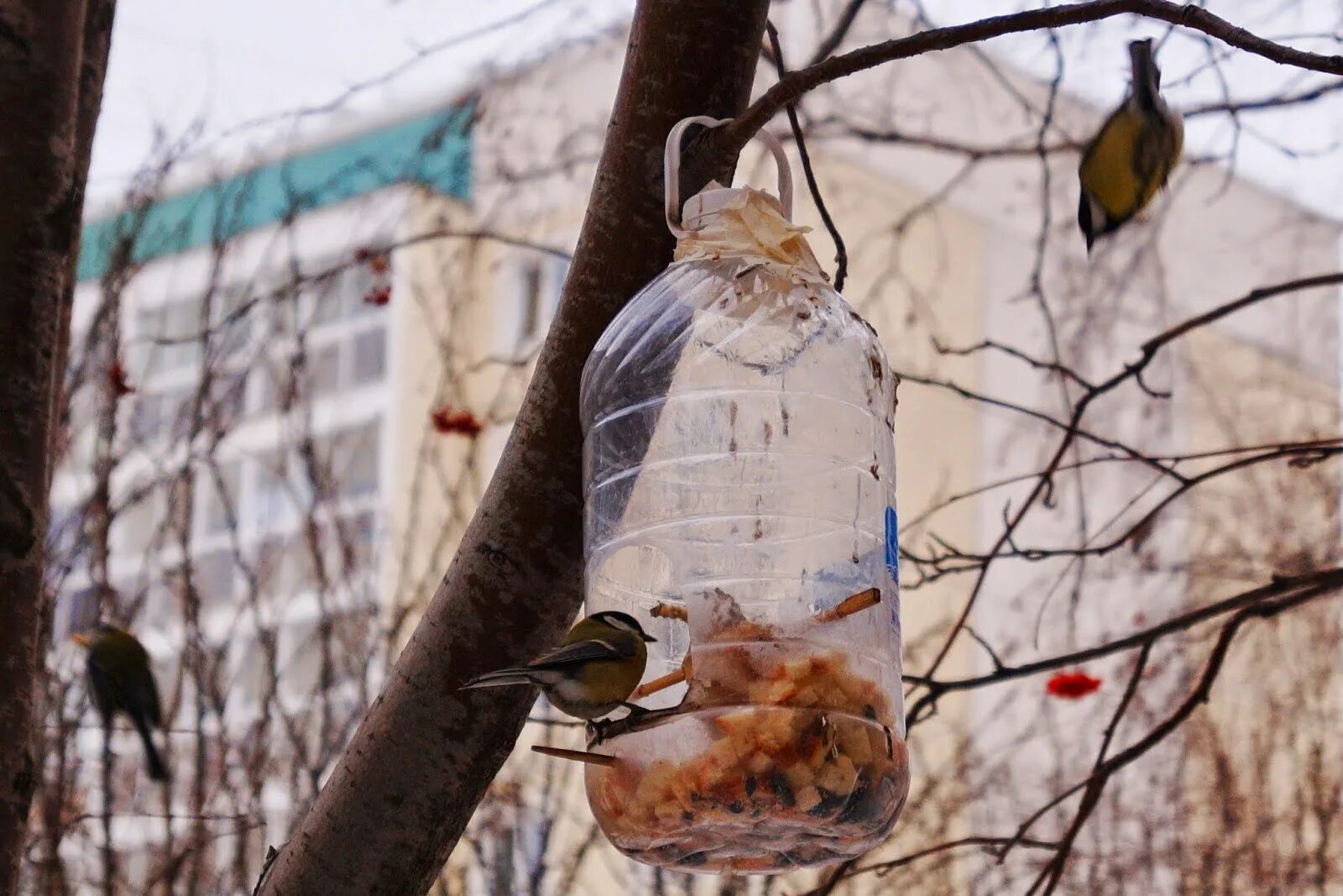 Скворечник из подручных материалов. Кормушка для птиу из пластик бутылки. Кормушка для птиц из 5 литровой. Кормушка для птиц из пластика. Кормушки для птиц из пластиковых бутылок.