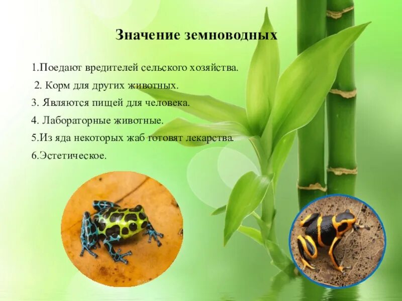 Значение земноводных в жизни человека сообщение. Значение земноводных. значение земноводных в природе. роль земноводных в природе. польза земноводных.