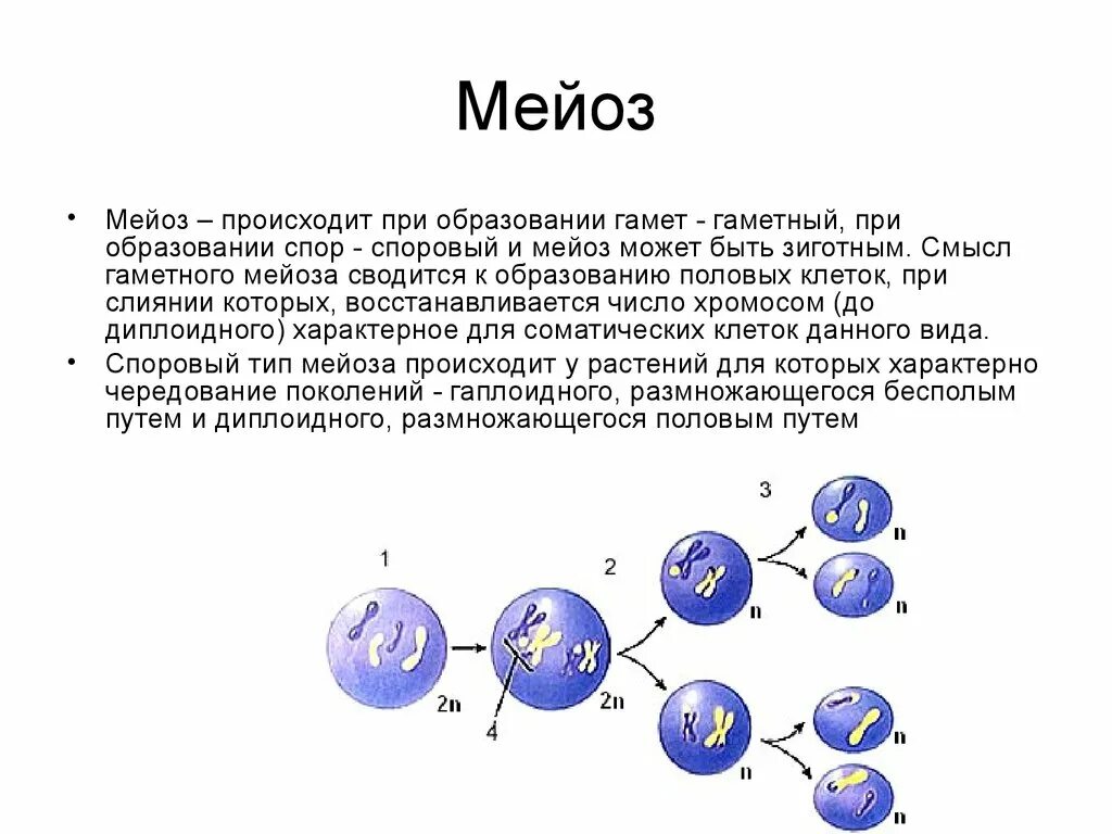 Образование спор митоз или мейоз. Фазы мейоза кратко. Образование споры митоз мейоз. Мейоз подробно по фазам. Мейоз в зародышевых клетках