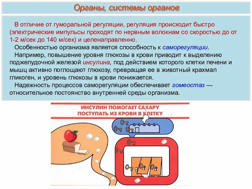 Функции внутренних тканей и органов. Схему «постоянство внутренней среды организма». ткани органы и регуляция органов. методы электрического раздражения органов и тканей. гуморальная регуляция осуществляется со скоростью.