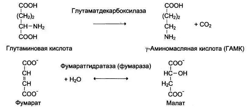 Гидролазы примеры реакций. ЛИАЗЫ катализируют реакции. ЛИАЗЫ катализируют реакции изомеризации. Синтез ГАМК из глутаминовой кислоты.