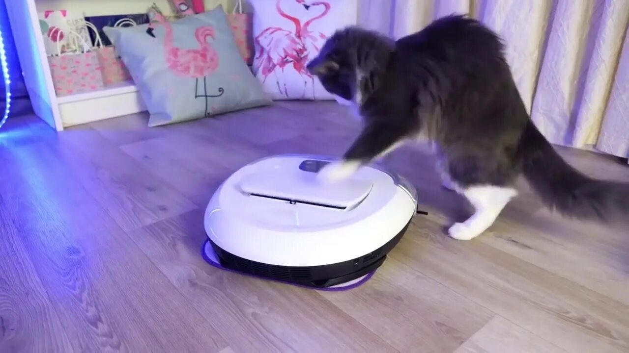 Коты катаются на пылесосе. Кот на роботе пылесосе. робот-пылесос и кошка. кот катается на пылесосе. реклама с котом и роботом пылесосом.