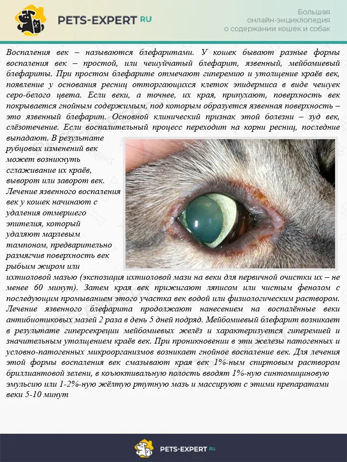 У кошки гноятся глаза какие капли. Воспаление века глаза у кошки. глазные заболевания у котов.
