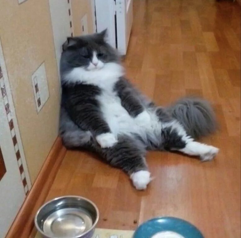 оставил кота бабушке на пару дней. коты демотиваторы. оставь коту побольше воды картинка. котик завтракает. остаться кот.