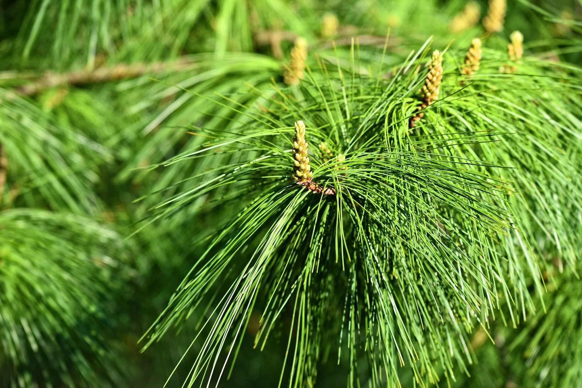 Лесом каким хвойным. Pinus wallichiana. Сосна гималайская Excelsa. Сосна гималайская Pinus wallichiana. Длиннохвойная сосна Монтесумы.