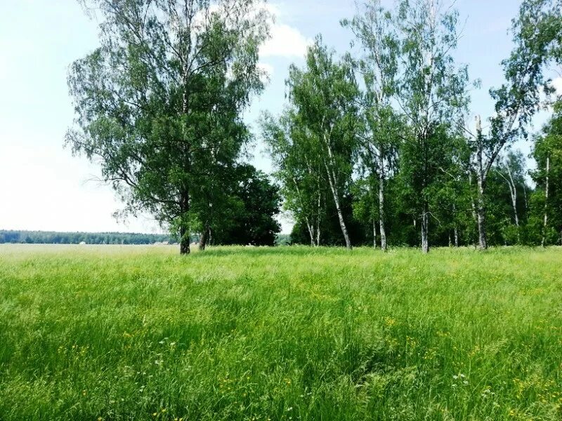 Малые вяземы одинцовский район. Поселок малые вяземы московская область. Кп малое лесное мытищинский район кп. Московская область деревня малая. Деревня малый серманангер.