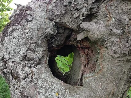 Forest hole