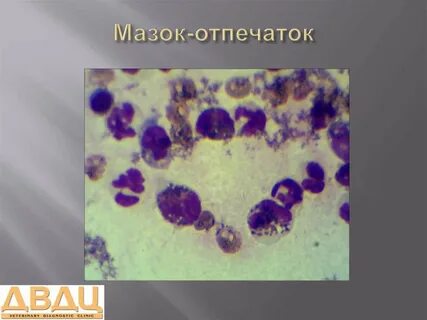 Заражают мазком