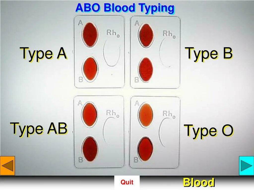 Как по английски кровь. Blood Type. Группы крови на английском. Blood Type b на русском. Группа крови эскиз.