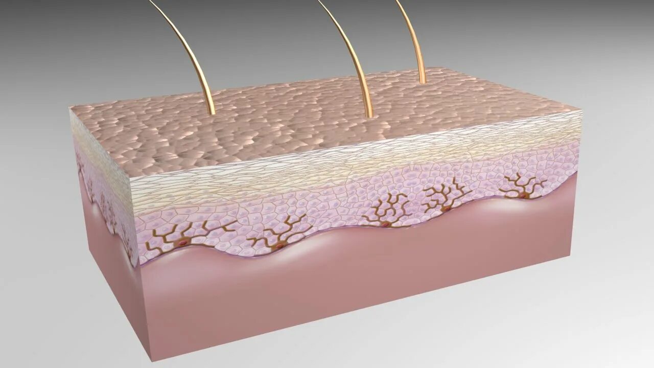 3 skin layers. 3 skin layers