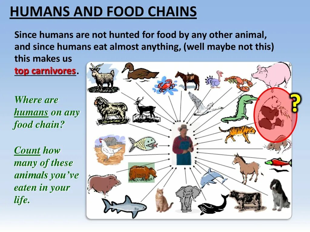 Human since. Food Chain. Food Chain Human. Пищевая цепь человека. Humans in the food Chain.