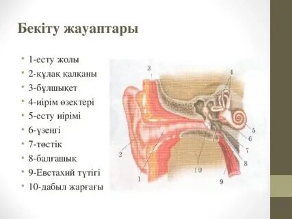 София Ротару порно видео