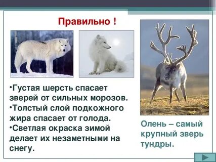 Животные тундры проект