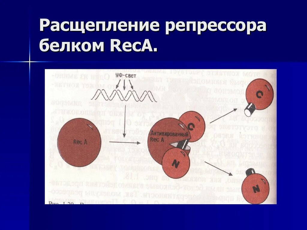 Где расщепление белки. Расщепление белка. Расщ. Расщепление это в биологии. Расщепление предмета.