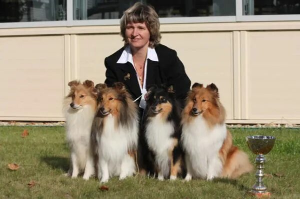 питомник собак породы шелти. питомник дольче вита. из графского поместья питомник шелти. графское поместье питомник шелти. питомник шелти санкт петербург.