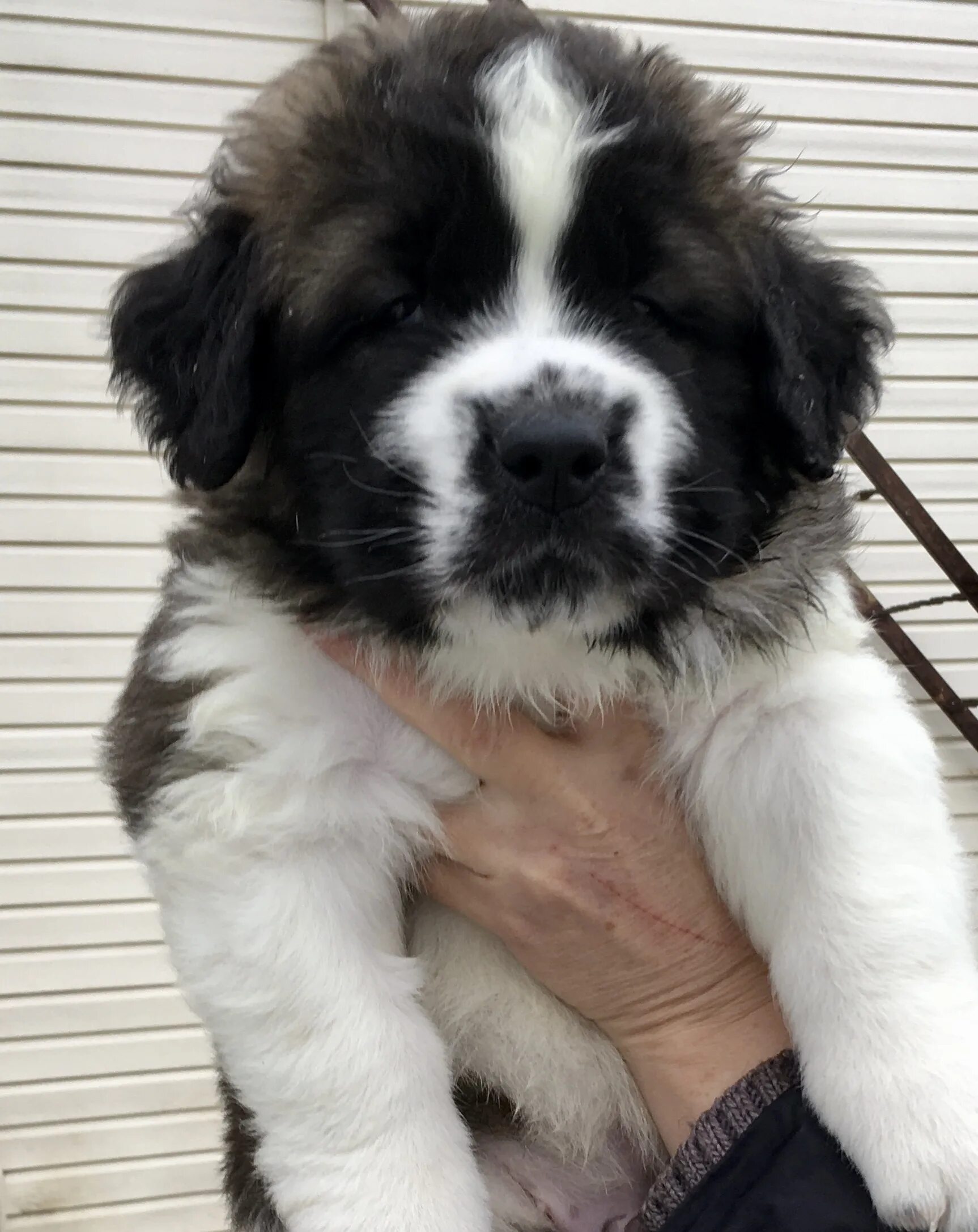 Моковская сторожевая щенок. Московская сторожевая кутята. Московская сторожевая собака. Московская сторожевая собака щенки. Щенки московской сторожевой московская область.