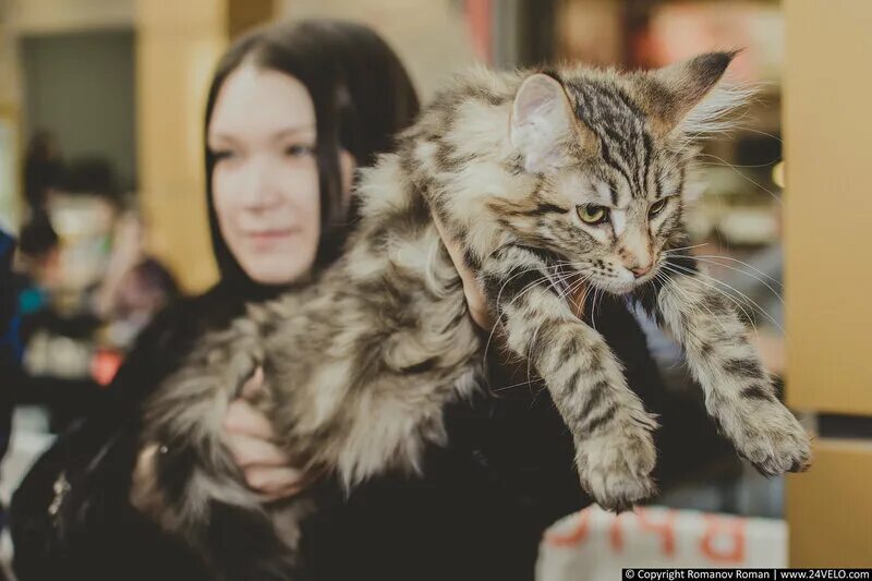выставка кошек люди держат на руках. выставка кошек.