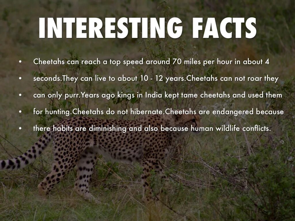 Facts about animals. Cheetah facts. Interesting facts. Гепард на английском. Animal facts 5 класс a Cheetah.