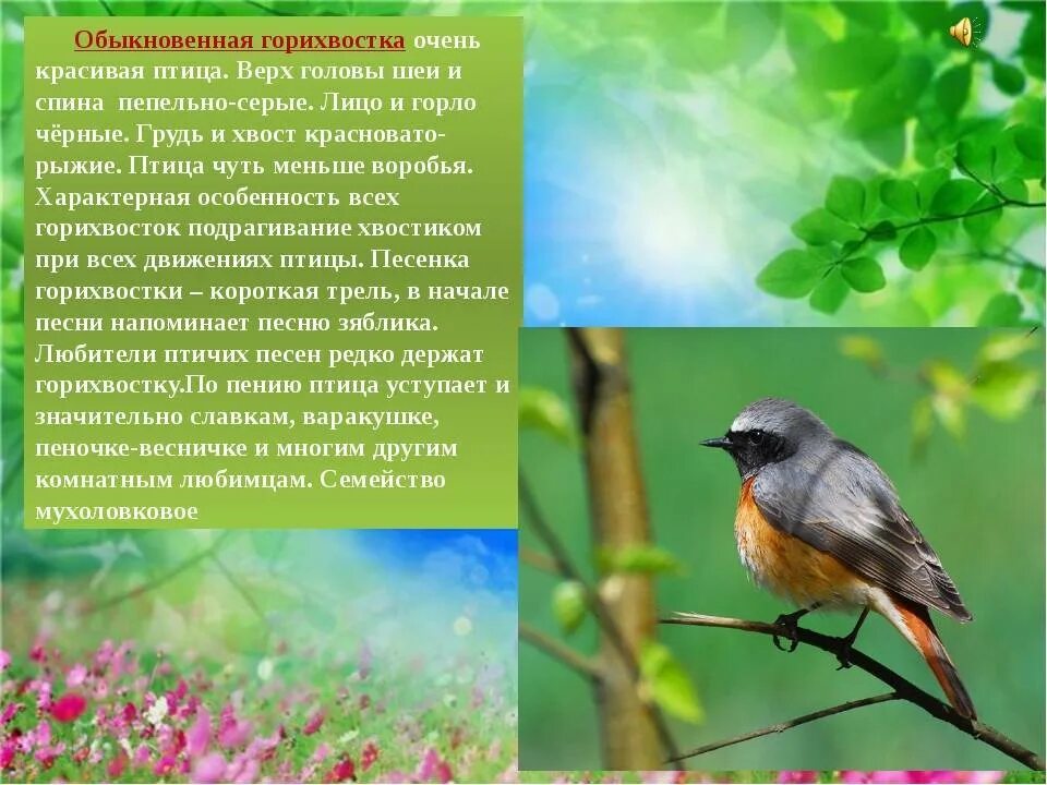 Птицы фото и описание. Горихвостка птица описание. Горихвостка Перелетная птица. Обыкновенная горихвостка описание. Горихвостка обыкновенная фото и описание.