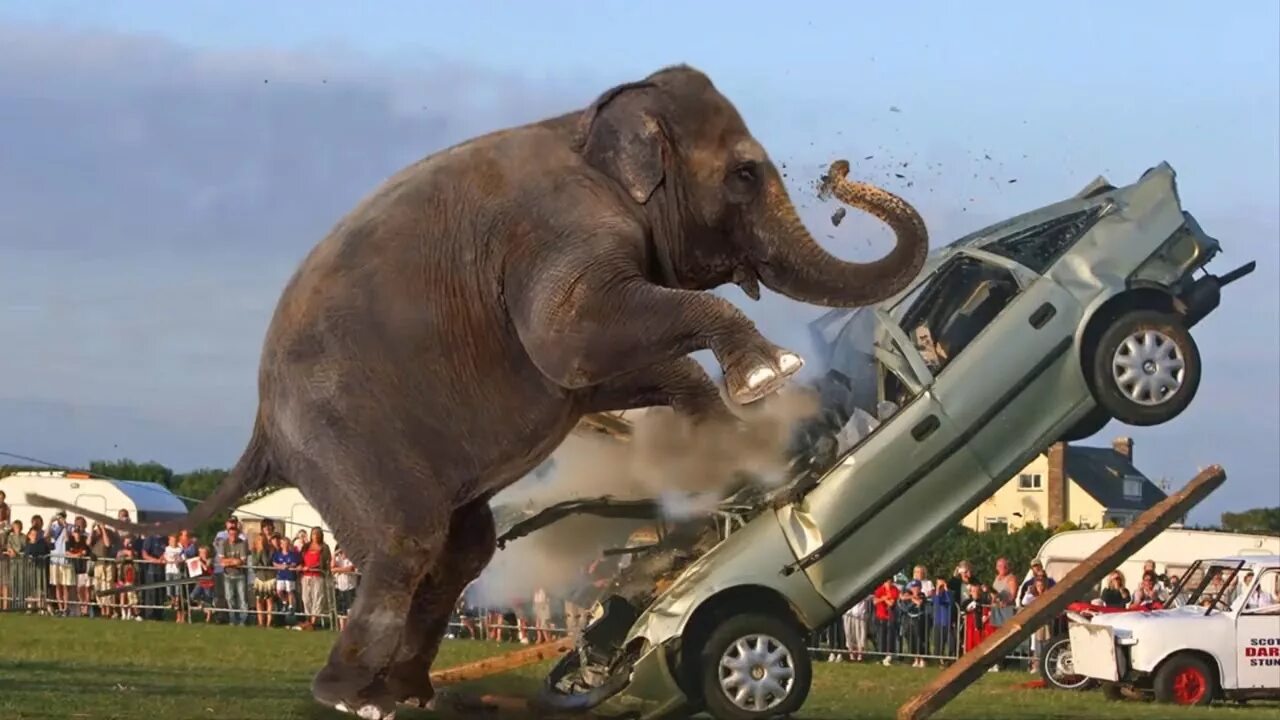 Нападение машин. Животные против машин. Слон нападает на машину. Животные напали на машину. Слоны нападают на машины.