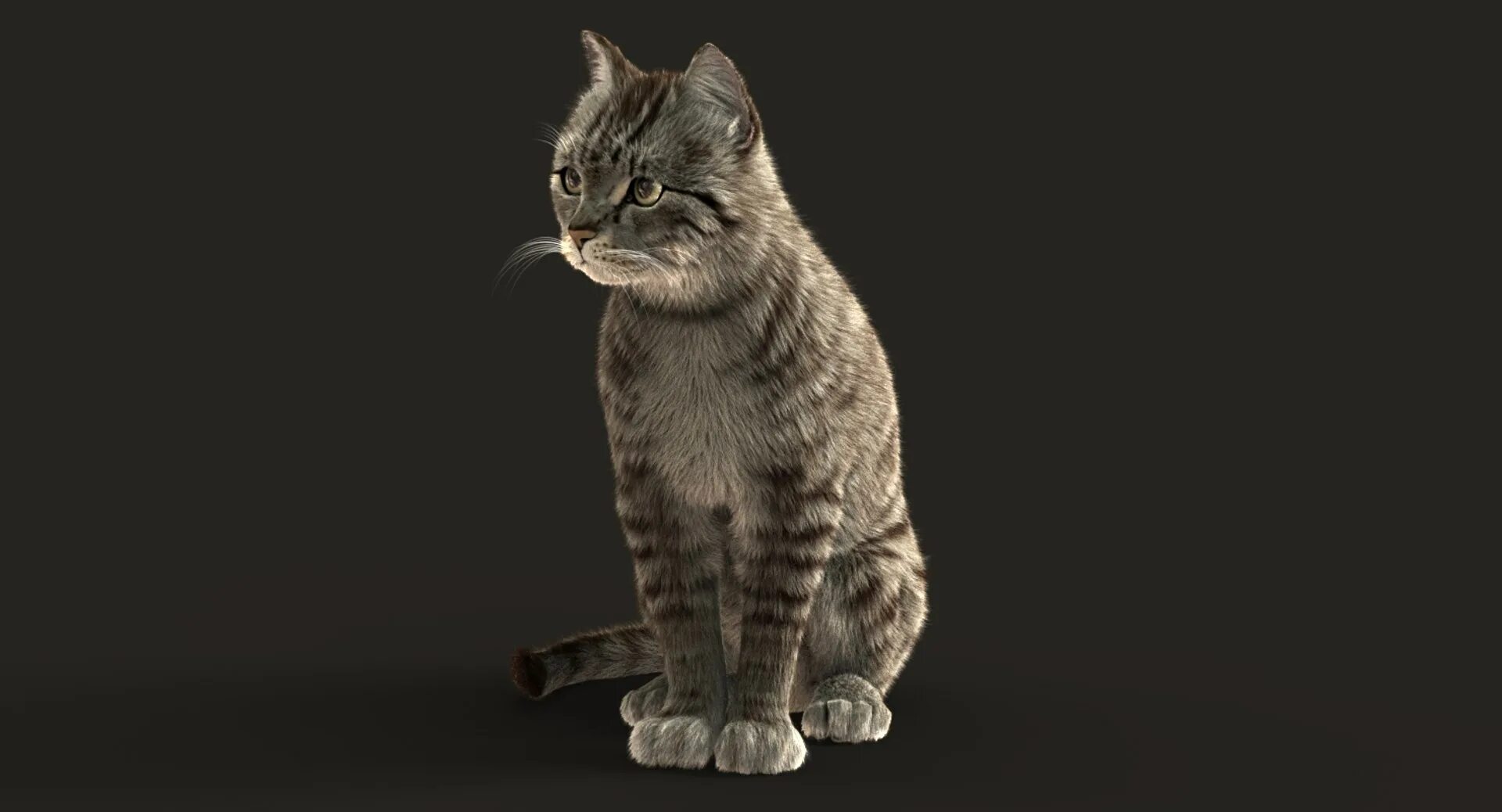 Кошка d