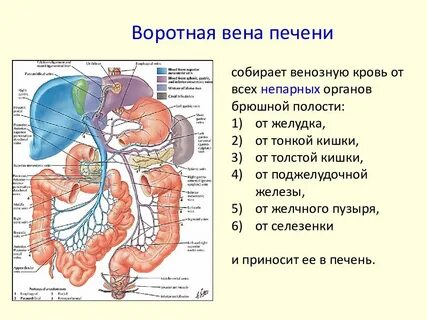 Воротная вена круг кровообращения