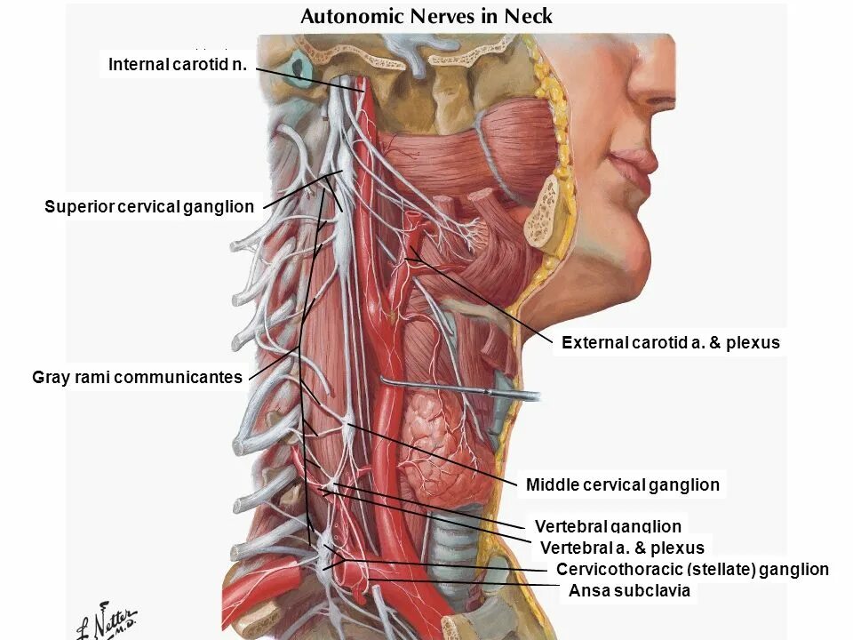 Блуждающий нерв Неттер. Блуждающий нерв nervus Vagus. N.Vagus анатомия топографическая.
