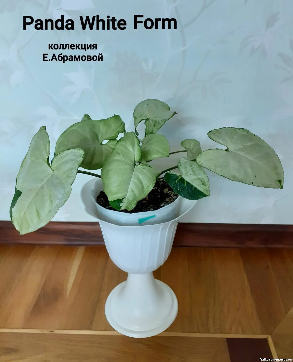 Форма арсенала 22-23. Адромискус виды фото и названия. Адромискус на стволе. Вайт форм. Адромискус виды фото и названия.