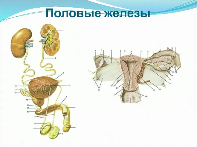 Большие половые железы. Половые железы. Расположение половых желез. Женские половые железы. Половые железы биология.