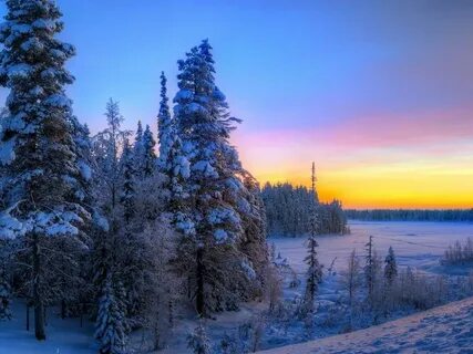 Красота ели