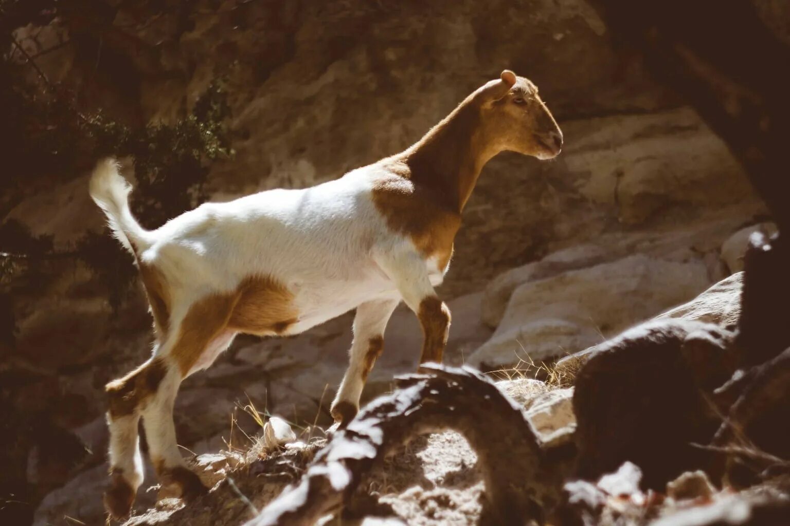 Овцы на водопое. Козе жарко. Коз жара. Коз жара. Коз жара.