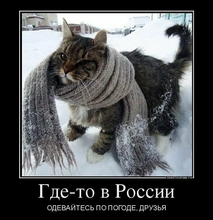 Чтоб не мерзла. Кот замерз. Кот в шарфе. Очень холодно. Котик замерз.