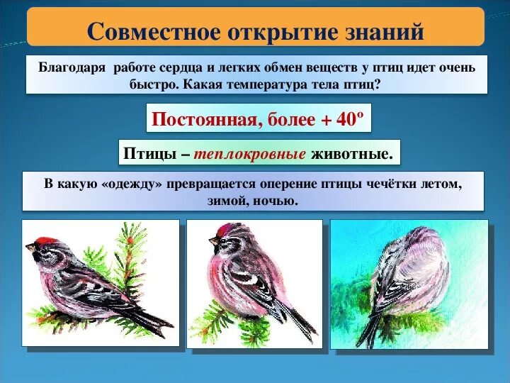 Температура телап птиц. Обмен веществ у птиц. Особенности обмена веществ и энергии у птиц. Класс птицы обмен веществ.