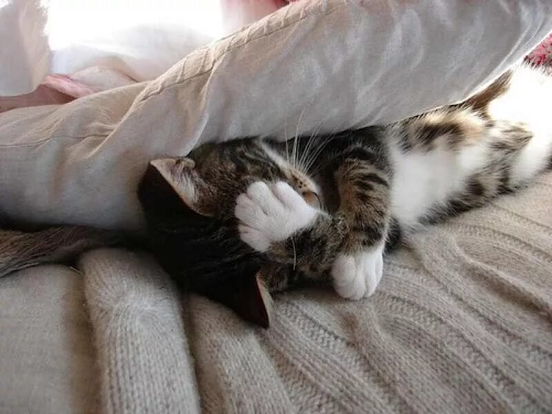 Котик вставай