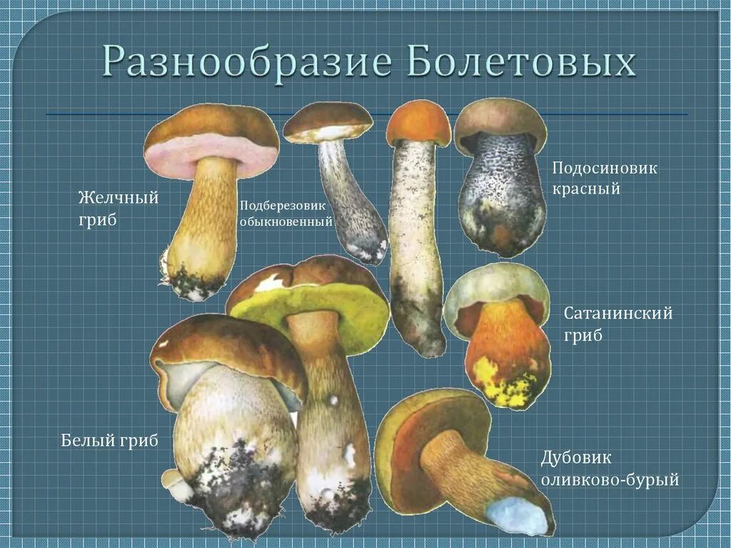 Белый гриб признаки. Белый гриб и сатанинский гриб отличия. Минский гриб сатанинский гриб. Дубовик оливково-бурый Болетовые. Дубовик и сатанинский гриб отличия.